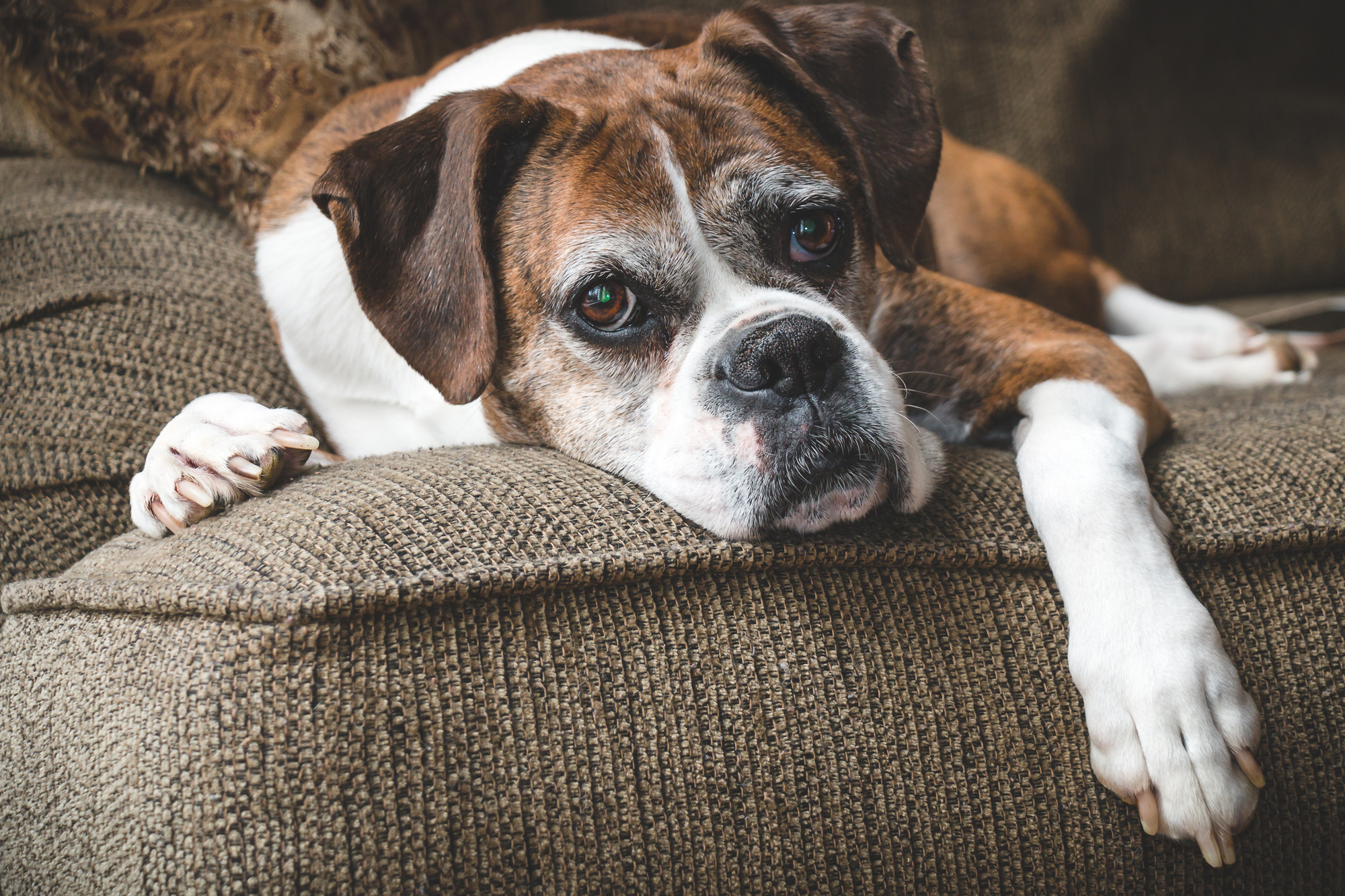 Should I Allow Pets in My Rental Properties?