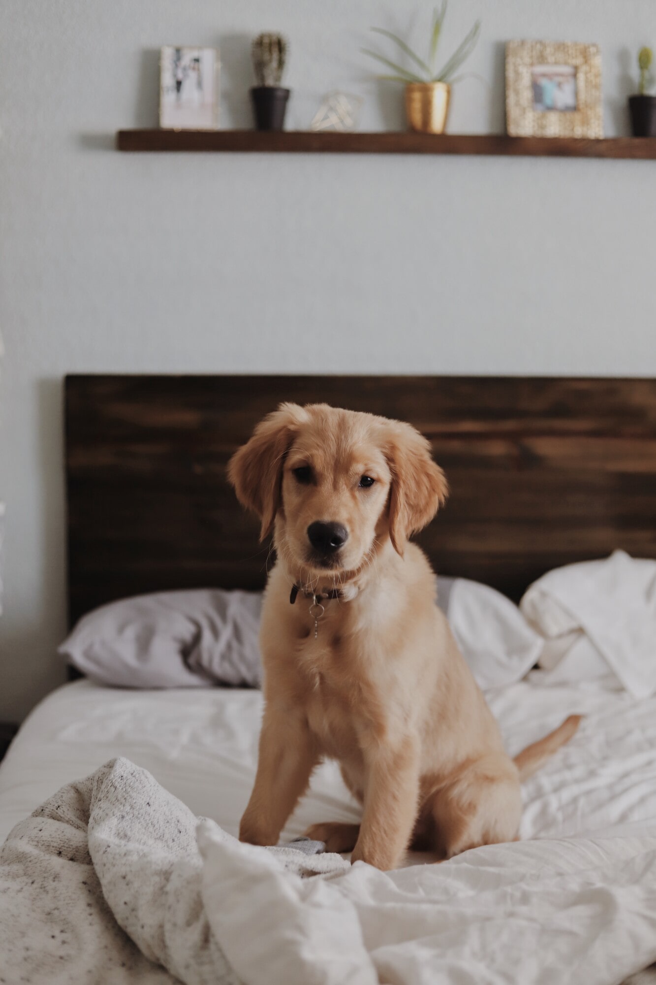 The Pros and Cons of Allowing Pets in a Rental Property in Houston, TX